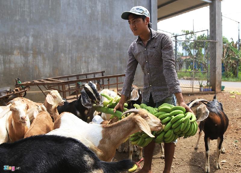 Một thanh niên mua chuối chín cây về cho dê ăn. Trong cuộc làm việc bàn giải pháp