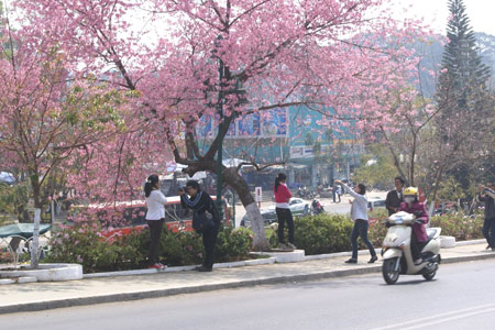 Hoa mai anh đào không nở, Tp.Đà Lạt đành hủy lễ hội
