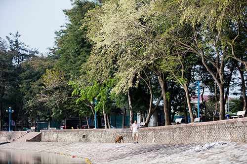 Hoa sưa đẹp tinh khôi nở trắng trời Hà Nội gọi tháng 3 về - 1