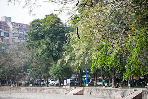 Hoa sưa đẹp tinh khôi nở trắng trời Hà Nội gọi tháng 3 về - 3
