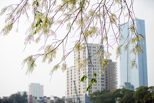 Hoa sưa đẹp tinh khôi nở trắng trời Hà Nội gọi tháng 3 về - 6