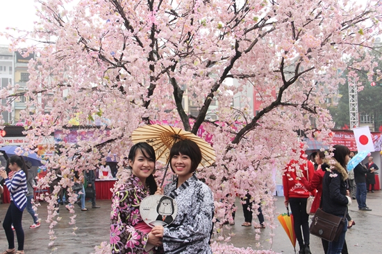 Đưa 1 vạn cành hoa anh đào về triển lãm ở hồ Gươm