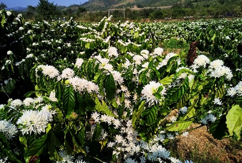 Hoa cà phê có mùi hương ngọt ngào, thu hút những đàn ong đua nhau tìm đến hút mật. Từ những nét xanh nhạt nơi đầu búp rồi lộ dần một màu trắng xóa rực rỡ khi nở bung, hoa cà phê có vẻ đẹp nhẹ nhàng hòa quyện cùng nhau tạo ra khung cảnh trắng như tuyết phương Tây. Chính loài hoa này đã giúp Tây Nguyên khoác trên mình một triếc áo mời mỗi độ xuân về, màu áo trắng dịu dàng gọi mời du khách.