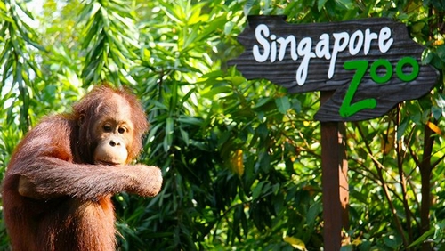 Được mệnh danh là một trong những vườn thú đẹp nhất thế giới, Singapore Zoo với hệ thống sinh vật phong phú, không gian thiết kế sinh động sẽ mang đến cho bạn và gia đình những giây phút thoải mái và một chuyến tham quan thật khó quên tại đảo quốc sư tử. Với phương châm đem lại không gian tự nhiên chân thực, gần gũi nhất cho du khách, nhà thiết kế đã khéo léo sắp đặt những không gian mở, khoáng đãng để bạn tận mắt chiêm ngưỡng những động vật quý hiếm và thú vị nhất.