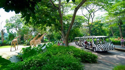 Đến với khu rừng mưa nhiệt đới, bạn hãy dừng chân để khám phá sự đa dạng của các sinh vật nơi đây. Đó có thể là những chú hươu cao cổ đang thong thả dạo chơi hay những chú sóc bay đang đu người trên những táng cây cao vút. Hay khu Bắc Cực nơi có những chú cánh cụt, gấu trắng đáng yêu. Sau đó, sao bạn không đến với thế giới nước - lãnh thổ của những cá thể rái cá, hà mã, cá sấu khổng lồ, hoặc xa hơn là khu rừng của những vị chúa tể rừng già như sư tử, hổ trắng? Trên hành trình khám phá thế giới thiên nhiền đầy màu sắc ấy, ắt hẳn sẽ có lúc bạn phải ngẩn ngơ vì vẻ đẹp mê hồn của thế giới tự nhiên.