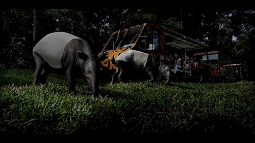 Night Safari Singapore là vườn thú đêm đầu tiên của thế giới, là một trong những địa điểm thu hút du khách nổi tiếng ở Singapore. Night Safari Singapore 9 lần đạt giải thưởng Trải nghiệm thu hút du khách nhất do Tổng cục Du lịch Singapore trao tặng. Vườn thú có 1.040 cá thể thuộc 120 loài, trong đó có gần 30% thuộc động vật quý hiếm. Đi dạo một mình dọc theo đường mòn đi bộ hay thư giãn trên xe điện – cho dù bạn chọn bất kỳ hình thức nào, Night Safari là một chuyến phiêu lưu hoang dã không thể bỏ qua.