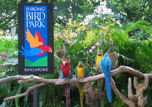 Còn đây là một sở thú khác cũng vô cùng hấp dẫn với du khách- Jurong Bird Park - Sở thú chẳng có loài 4 chân, chỉ có loài có cánh!