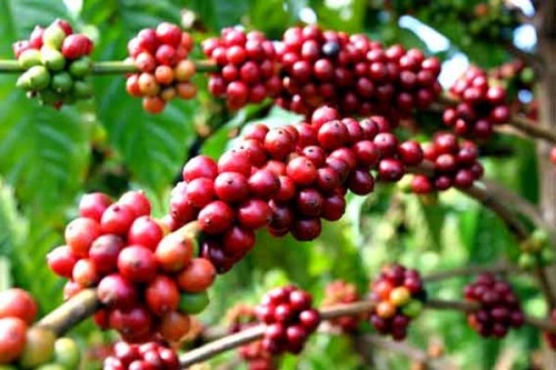 Thưởng thức cà phê miễn phí tại Lễ hội cà phê Buôn Ma Thuột