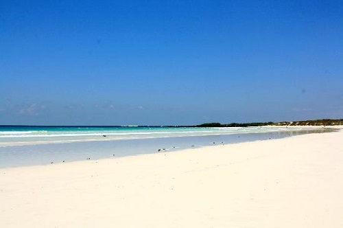 Những người yêu thích thiên nhiên không thể bỏ qua bãi biển Galapagos ở Puerto Ayora, quần đảo Galapagos tại Ecuador. Nơi đây nổi tiếng với bãi cát hoang sơ, phong cảnh đẹp và những con cự đà.