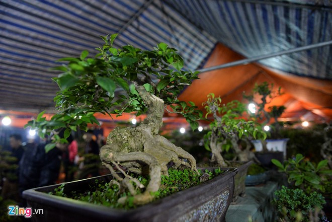 Cây hoa giấy bonsai được rao bán với giá 2,5 triệu đồng. “Loại cây này chỉ cửa hàng chúng tôi mới có”, anh Mạnh, một người bán hàng lâu năm tại chợ Viềng khẳng định.