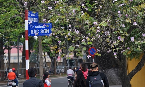 Để ngắm loài hoa của núi rừng Tây Bắc giữa lòng Hà Nội, nhiều người thường tìm đến những góc phố trên đường Hoàng Diệu, Bắc Sơn, Thanh Niên…