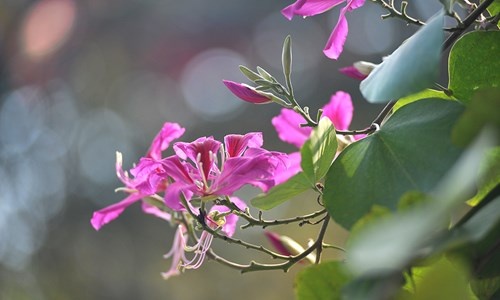 Hoa ban Tây Bắc nhuộm tím nhiều góc phố Hà Nội