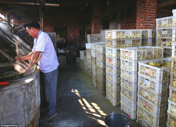 Phải có đến hàng nghìn chú vịt đã bị xử lý theo cách này mỗi ngày tại ngôi làng nhỏ này. Vì một lý do thôi: Chẳng ai chịu mua chúng.  Dù khá sốc trước cảnh tượng này nhưng phóng viên Li Gen đã tiết lộ, ở quê nhà của anh đây là một điều rất bình thường.  “Những chú vịt được giữ trong không quá 4 ngày. Không ai muốn chúng và chi phí chăm sóc lại tốn quá nhiều, số lượng nhân công thì không đủ. Thế nên không còn cách nào khác ngoài việc để chúng xếp hàng chờ bị luộc.”