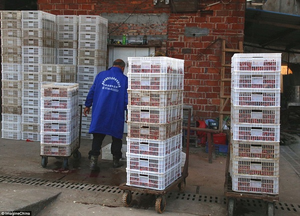 Chúng tiếp tục được đóng hộp và chờ để giao đến nhiều nơi khác. Một trong số đó là những hàng quán thịt nướng đường phố nhan nhản khắp đất nước.  Peter J. Li đã kêu gọi cộng đồng chú ý hơn tới hành vi tàn nhẫn với động vật trong ngành công nghiệp chăn nuôi gia cầm.  “Chúng ta không sống trong thế giới này với đôi mắt mãi nhắm như vậy được.”  “Nếu số lượng vịt con quá nhiều, các trang trại nên tìm cách giảm lượng trứng ấp.” - Ông chia sẻ.  “Hoặc nếu buộc phải tiêu huỷ, hãy tìm ra phương thức nào đó nhân đạo hơn.”