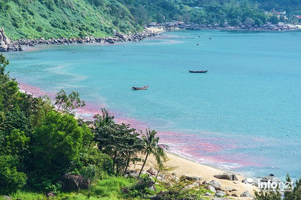 Đã tìm ra nguyên nhân &quot;vệt nước đỏ&quot; trên biển Đà Nẵng