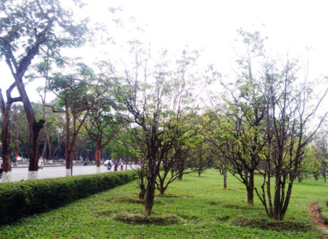  Những cây mai trong công viên này có tuổi đời trung bình hàng chục năm...
