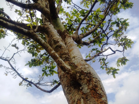 Ngày đầu xuân, dưới thời tiết nắng đẹp, nhiều cây mai bung nở khoe sắc vàng rực một góc công viên.