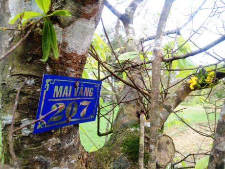 Cánh hoa hoàng mai rơi, tạo thành thảm vàng tuyệt đẹp.