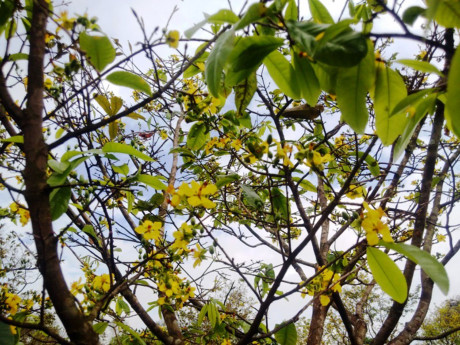 Một số cây con đâm chồi, hứa hẹn một thế hệ mai mới.