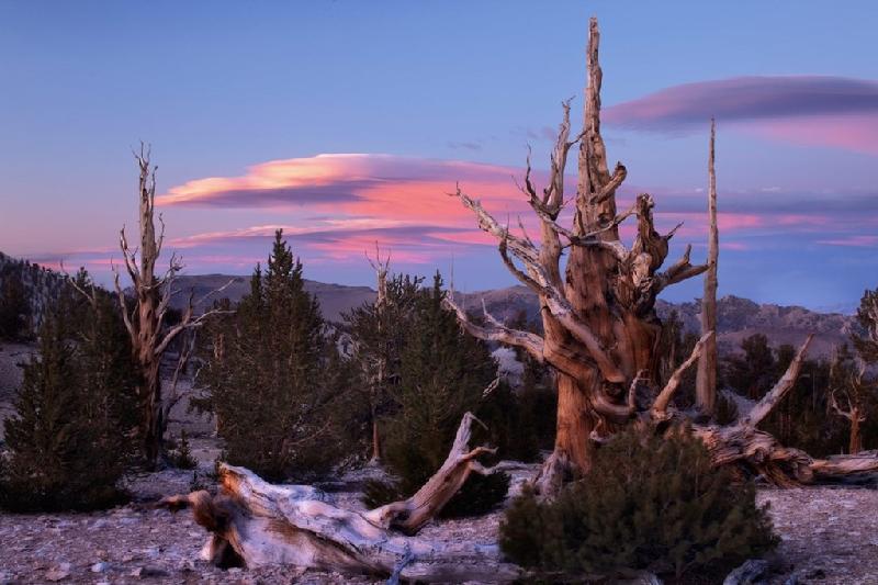 Rừng thông Bristlecone (California, Mỹ): Những cây thông này là sinh vật cổ xưa nhất trên trái đất. Chúng có từ thời trước khi kim tự tháp được xây dựng hay khi bảng chữ cái ra đời. Cây lâu đời nhất trong số chúng lên tới gần 5.000 năm tuổi, với thân cành uốn lượn độc đáo.