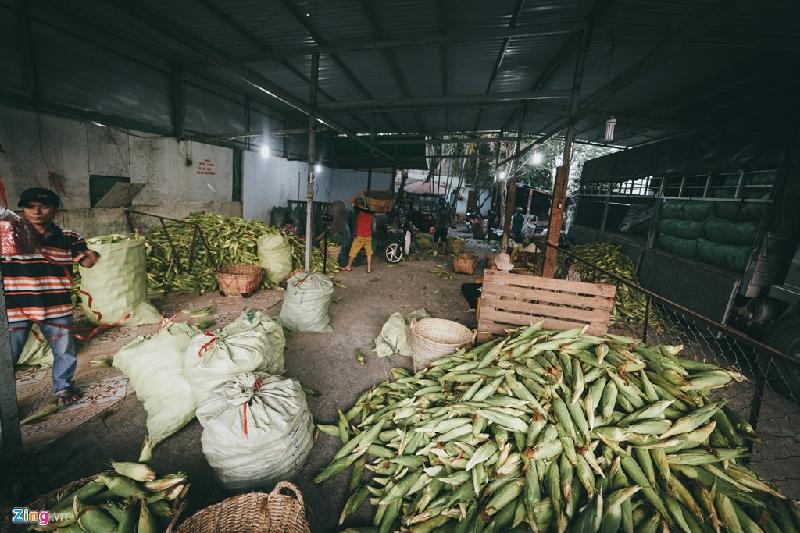 Bên trong một vựa, bắp được bày ra ở khắp nơi, được phân loại sẵn theo từng khu để người mua dễ dàng chọn loại mình ưng ý.