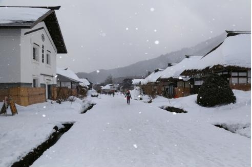 &quot;Lạc trôi&quot; với hoa nở trong tuyết ở Fukushima, Nhật Bản
