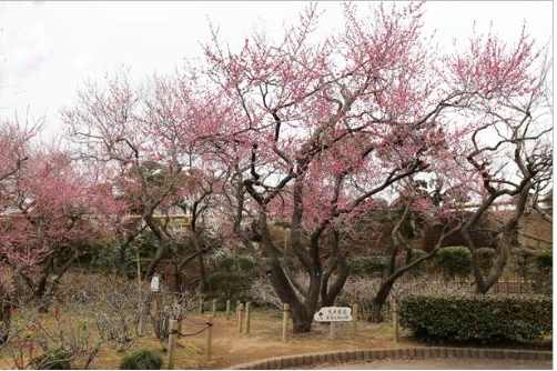 Nằm ở phía Nam Nhật Bản, thuộc khu vực có khí hậu ấm áp nên Ibaraki và Fukushima cũng là vùng đất đầu tiên sở hữu những bông hoa anh đào nở sớm. Trong làn gió hiu nhẹ, những gốc hoa anh đào cao gấp đôi đàu người đã tưng bừng khoe sắc thắm. Xen lẫn sắc hồng thắm của anh đào là sắc trắng tinh khiết của vườn hoa mơ Kairakuen.