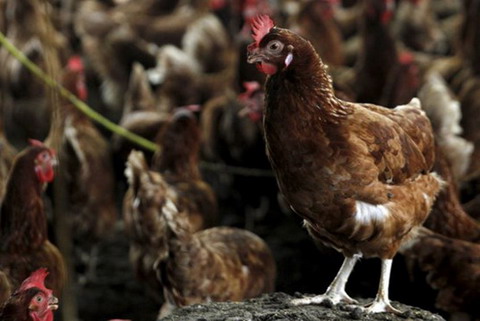 H5N1 bùng phát, 70 người bị giám sát chặt chẽ ở Nam Định