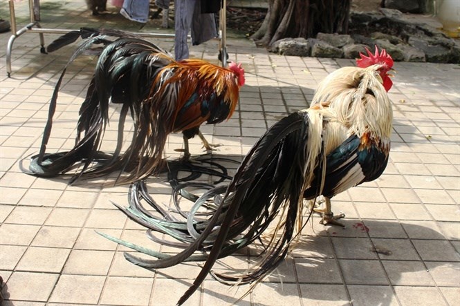 Chất lượng của gà Onagadori phụ thuộc rất nhiều vào cách nuôi dưỡng và gà với chất lượng di truyền cao nhất cũng không thể phát huy được độ dài mong muốn nếu chế độ nuôi không thích hợp. Lông gà Onagadori rất mềm ở phần ngực, có thể thổi vào đám lông và chúng sẽ nhúc nhích và dựng lên. Lông cứng là dấu hiệu của lai tạp. Gà mái đuôi phải nhiều lông, lông phụng dài và lông mã dày. Nguồn ảnh: Nông nghiệp VN