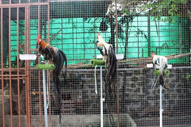 Gà Onagadori vốn phát triển trong vùng khí hậu ôn hòa của đảo Shikoku, miền Nam Nhật Bản, phù hợp với khí hậu không quá nóng hoặc lạnh. Nếu gà đột nhiên bị căng thẳng, chẳng hạn như bị rượt đuổi bởi chó, mèo hay trẻ con, chúng có thể phản ứng bằng cách gồng cứng lông rồi sau đó thay hết những lông này. Nguồn ảnh: Nông nghiệp VN