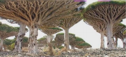 Yemen, đảo Socatra