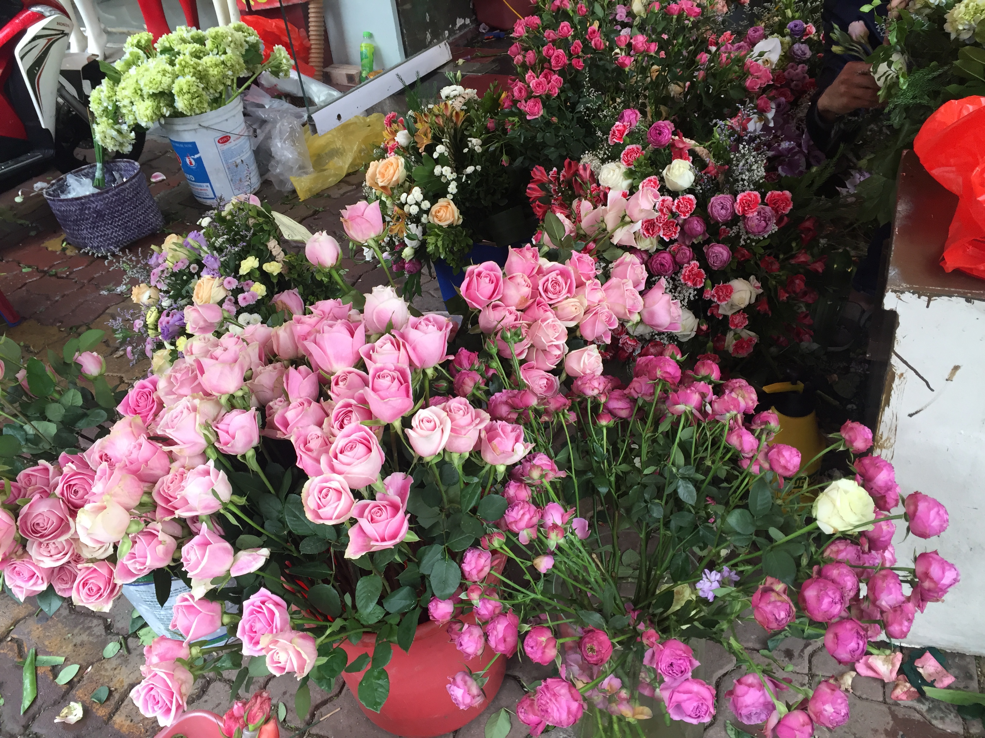 Hoa hồng trà đẹp rực rỡ