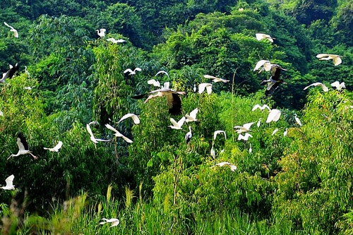 Khu du lịch sinh thái vườn chim Thung Nham có điểm nhấn chính là vườn chim tự nhiên cùng với các điểm du lịch, hang động tiêu biểu như: động Vái Giời, động Tiên Cá, động Thủy Cung, động Ba Cô, hang Bụt, cây đa di chuyển - cây duối nghìn năm, khu miệt vườn, thung lũng tình yêu... Bạn có thể ghé qua động Vái Giời. Động nằm trên một ngọn núi cao, rộng khoảng 5000m2 với 3 tầng ẩn chứa rất nhiều nhũ đá lung linh, được ví như: “Trần gian, Địa ngục và Thiên đường”. Tương truyền tại nơi đây, người xưa đã lập đàn tế trời để cầu mưa thuận gió hòa, mùa màng bội thu. 