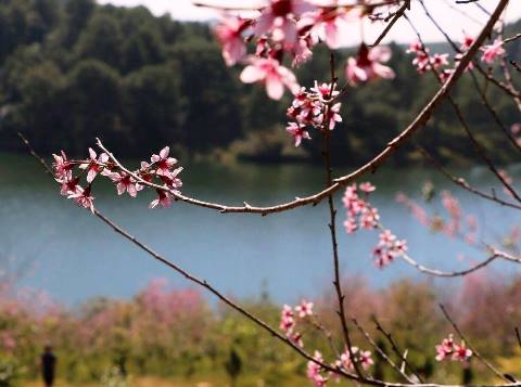 Đà Lạt, lỡ hẹn mùa hoa anh đào