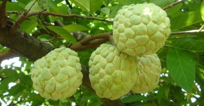 Giống na mới lạ này được ưa chuộng bởi mùi vị ngọt thanh, thịt trắng dai.