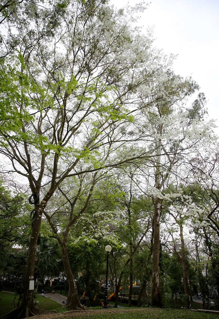 khi tiết xuân vẫn còn vương hơi lạnh, cây cối đã chút lá, khẳng khiu chờ lộc biếc, bạn có vội vàng mấy cũng phải chậm lại khi bỗng thấy không gian bừng sáng của hoa sưa, như phủ trắng trời lẫn mặt đất, ở một vài góc phố nào đó. Đó cũng chính là nét đặc trưng nữa của Hà Nội khi tháng Ba về...