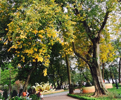 Đẹp nao lòng Hà Nội mùa cây thay lá