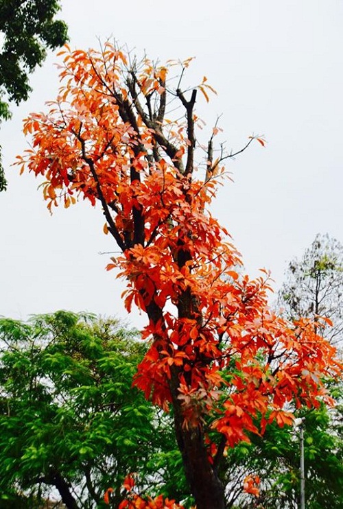 Một màu lá đỏ...