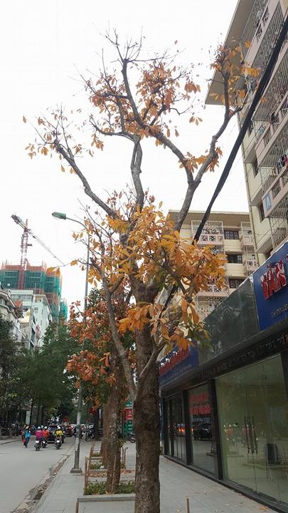 Trong tiết trời gió mùa đông bắc, khi bạn phải mặc thật ấm để ra đường, bạn thấy hình ảnh này, bạn sẽ thấy thời tiết như ấm hơn!