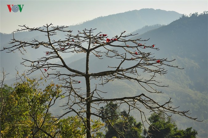 Hoa gạo