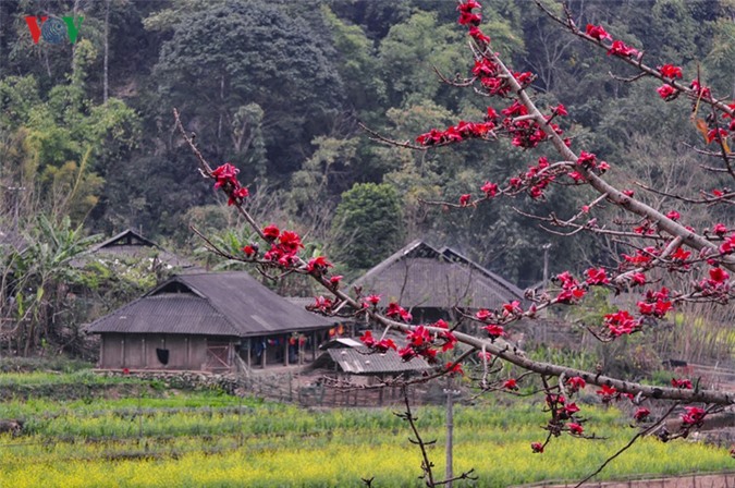 Hoa gạo