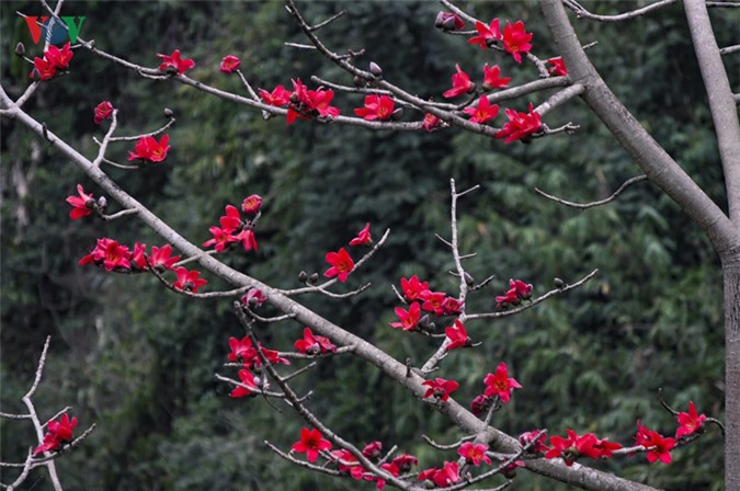 Hoa gạo