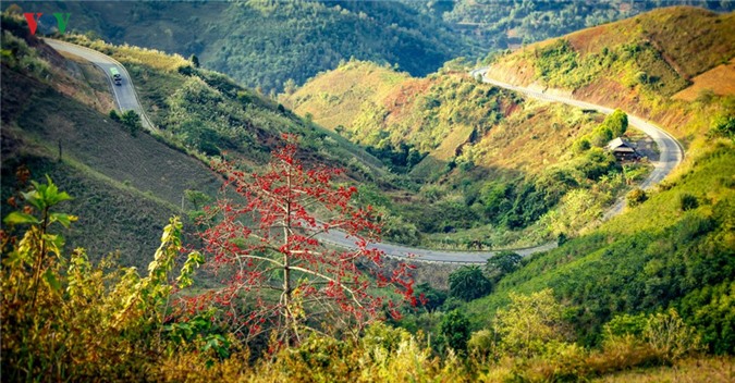Hoa gạo