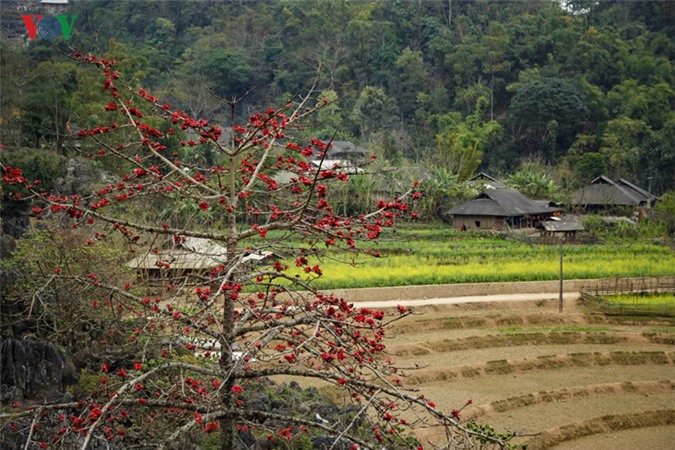 Hoa gạo khoe sắc trên nền trời Tây Bắc
