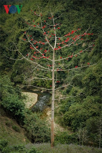 Hoa gạo