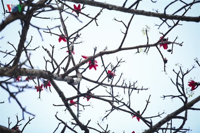 Hoa gạo