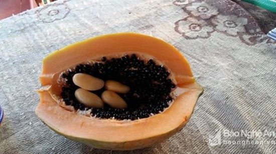Đu đủ &quot;mang bầu&quot; gây xôn xao xứ Nghệ