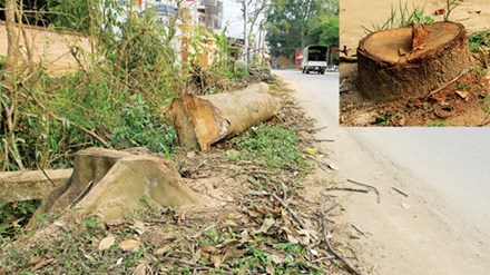Hà Nội: Cấm tự ý chặt cây xanh ở khi xử lý vi phạm đô thị