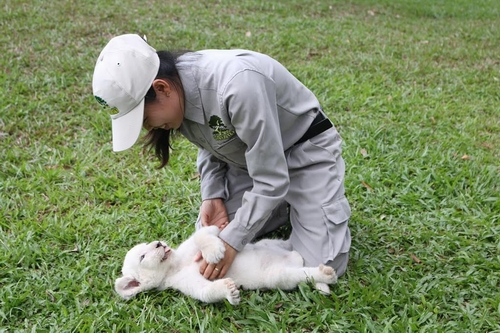 Sư tử trắng thích thú khi được nhân viên Vinpearl Safari đưa đi tắm nắng, chơi đùa