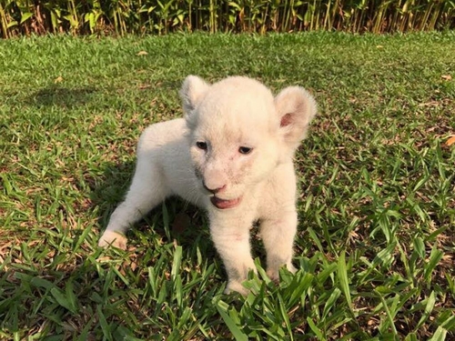 Vinpearl Safari đón nhiều thú non quý hiếm chào đời